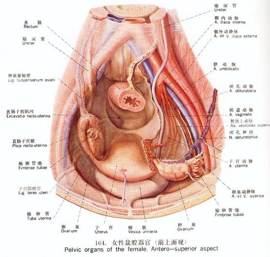 女性盆腔炎导致下腹哪个部位疼痛,盆腔炎为什么会导致下腹疼痛
