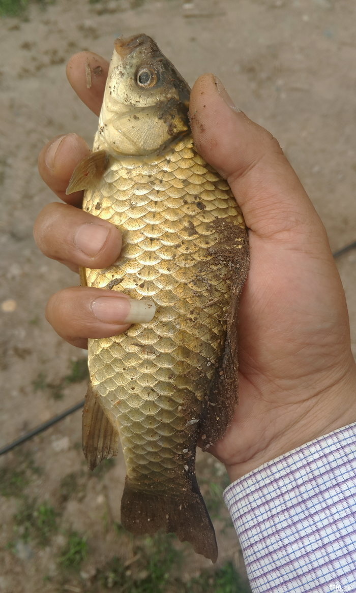 八一水库钓草鱼,八一水库钓青稍