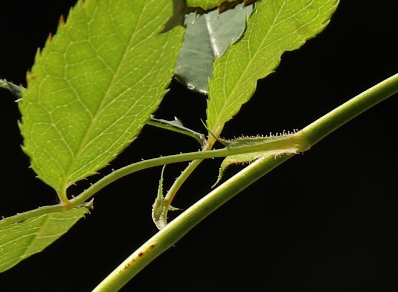 佳能eos1dxmarkiii,佳能eos77d相机使用效果怎么样