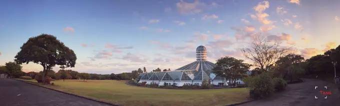 做一只治愈的猫,做一只快乐的柴犬