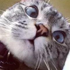 omg毛毛虫,omg吃虫子完整版