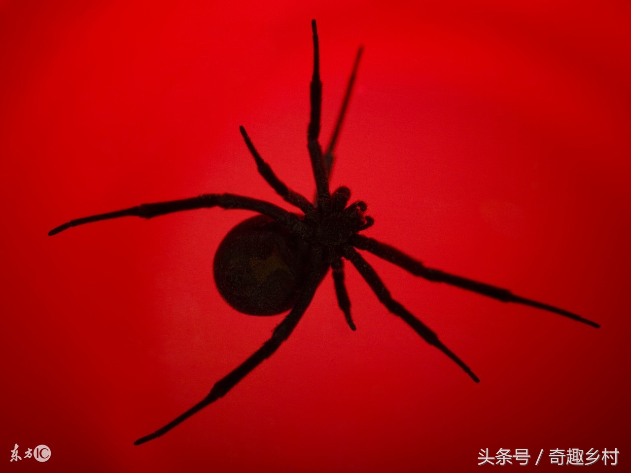 怎么判断蜘蛛有没有毒蜘蛛,什么样的算是喜蛛