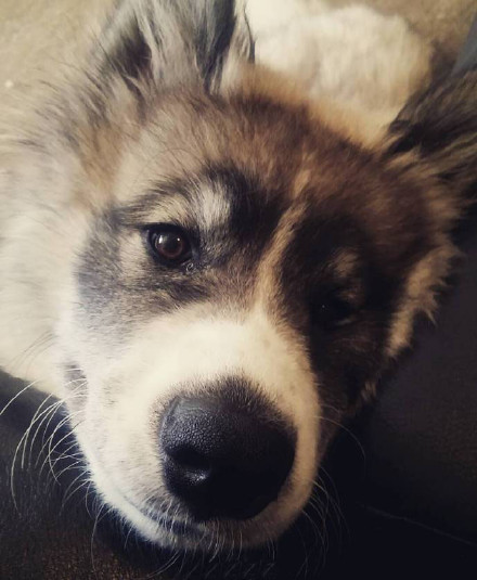 哈士奇、萨摩耶和阿拉斯加三合一，这混血无敌了！