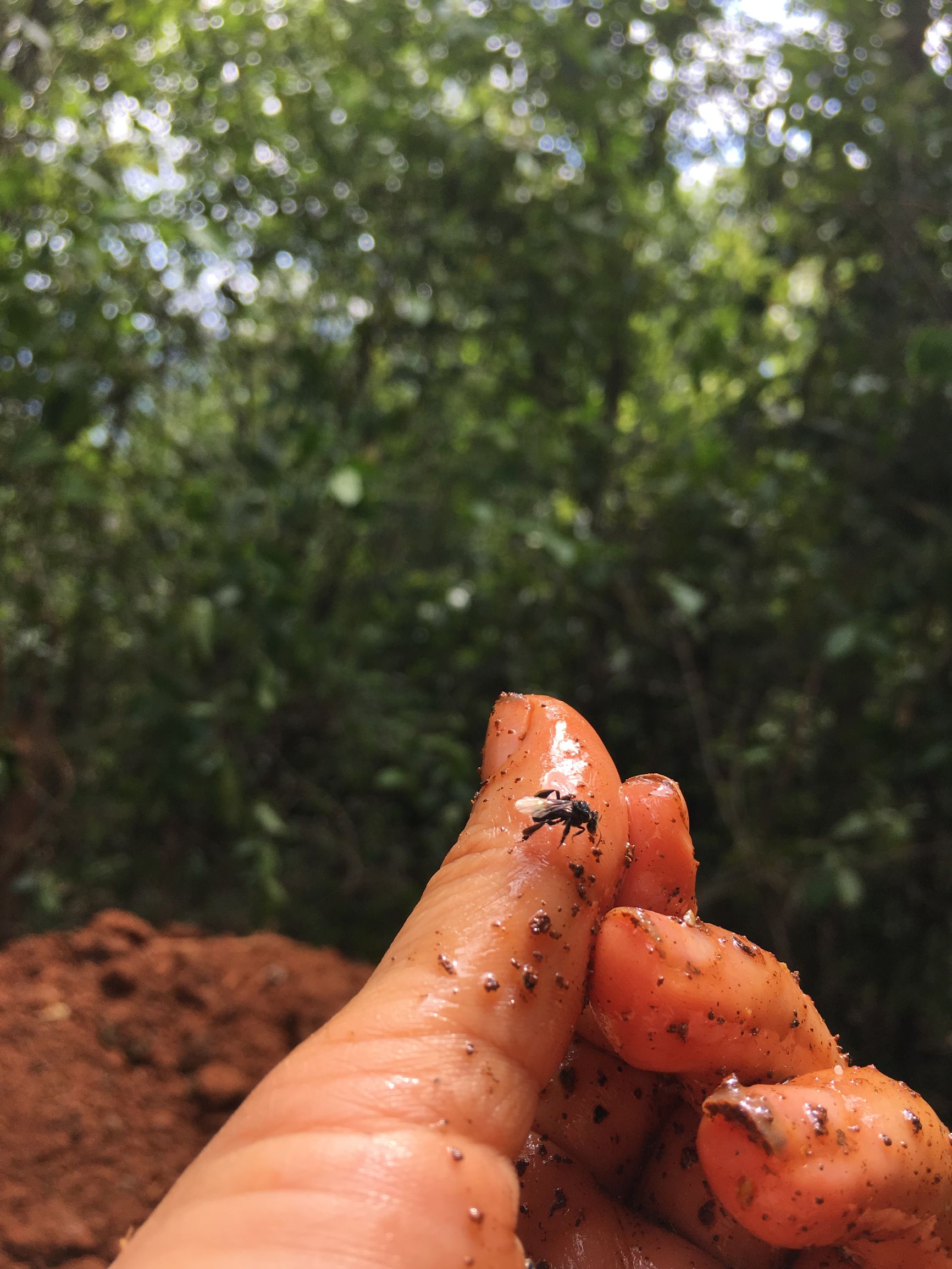 云南大山悬崖野蜂蜜,云南红河绿春大黑山野生蜂蜜