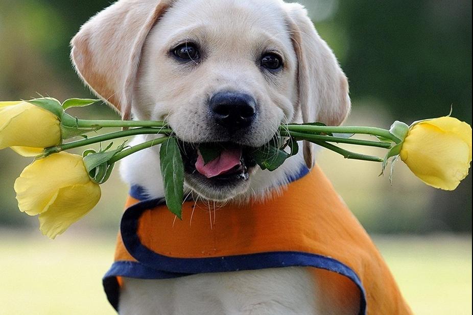 拉布拉多犬百科知识科普,了解拉布拉多犬的基本信息