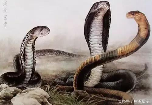 十个生肖哪个生肖天生是富贵命,上等富贵命的三大生肖女