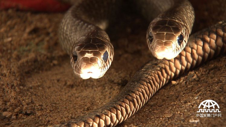 致富经:胆小小伙养蛇记