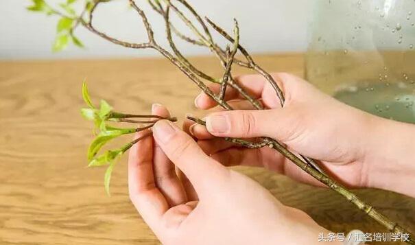 如何插花有艺术感教程详细,插花艺术的步骤技巧和方法