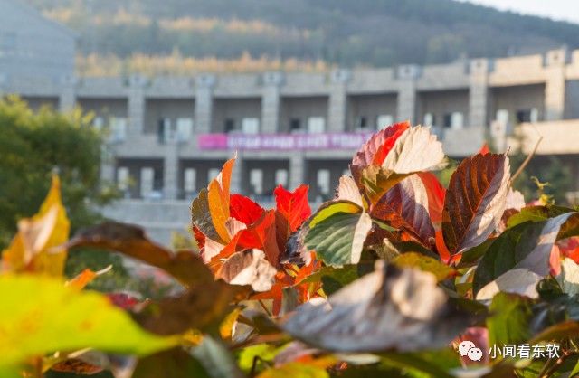 大连东软是本科学校吗,大连东软都有什么院系