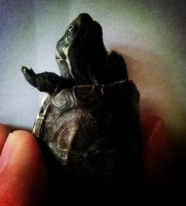 乌龟中耳炎消炎用啥药,乌龟中耳炎怎么抓住乌龟的头