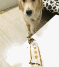 拉布拉多犬百科知识科普,了解拉布拉多犬的基本信息