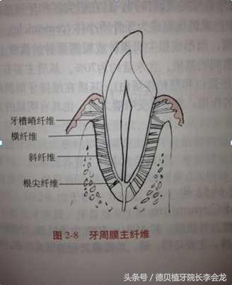 牙齿是怎么固定在牙床上的,牙齿是怎么安装在牙龈上的