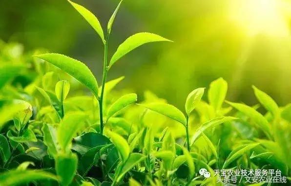 磷酸二氢钾在农作物的使用方法,磷酸二氢钾使用方法及注意事项