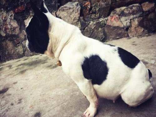 狗狗怎么看出主人怀孕,狗狗判断主人怀孕