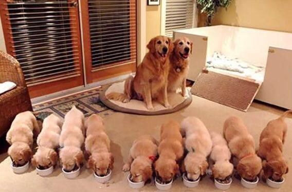 狗狗如何判断主人怀孕,主人怀孕初期狗狗有什么反应