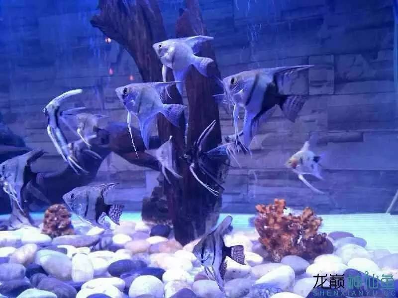 新手治鱼病,治疗鱼病的药物