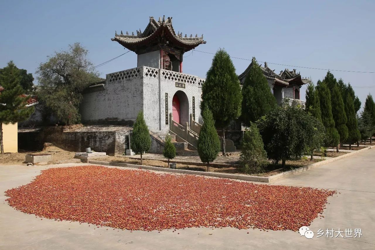 补钙的水果钙王,它是秋果之王每天吃几颗