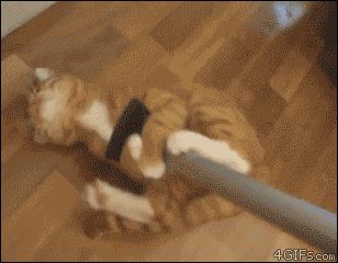 原来对橘猫有这么多误解！看完竟然没有后悔···