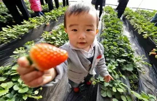 踏青采草莓的方法,春游草莓园