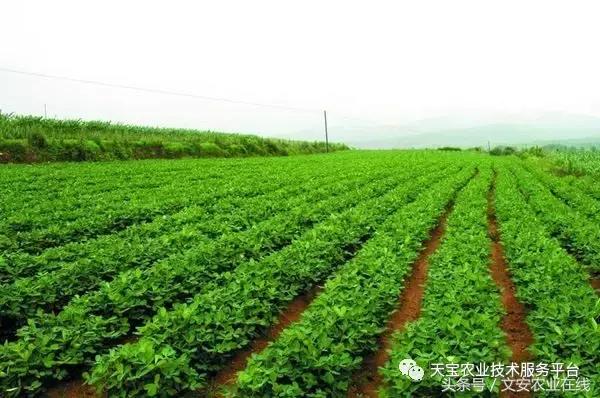 磷酸二氢钾在农作物的使用方法,磷酸二氢钾使用方法及注意事项