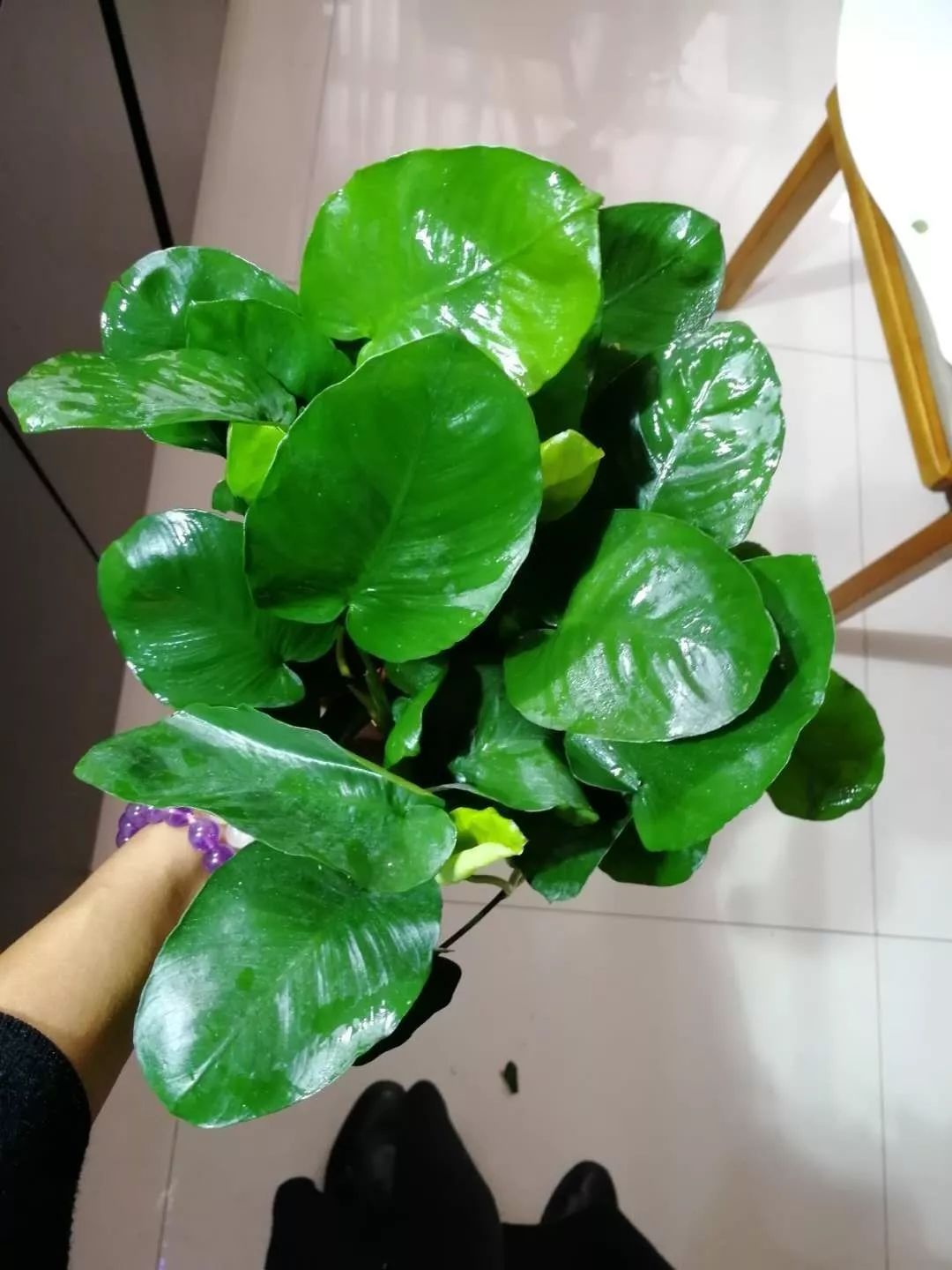 水榕需要种在水草泥里吗,水草造景生命之树