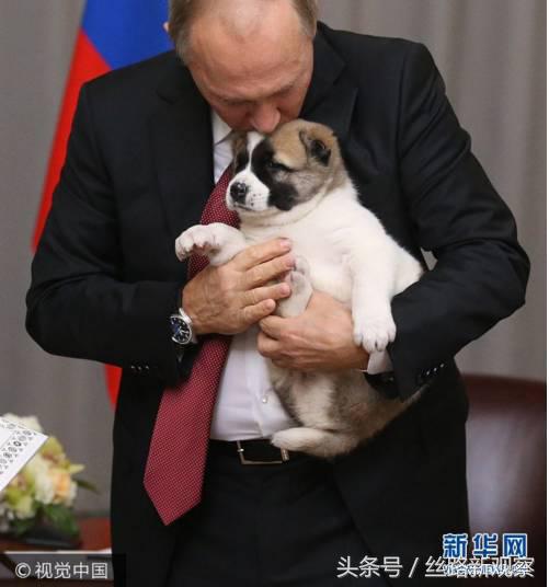 普京萌犬,普京再次喜提萌犬