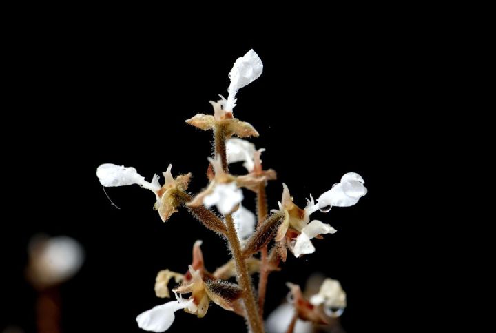 金线莲怎么养才是最好的,金线莲的养殖方法和注意事项