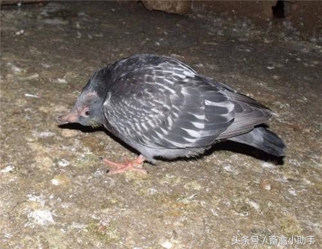 鸽子轻微歪头怎么治疗,鸽子沙门氏导致歪脖怎么治疗