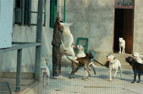 杜高犬幼犬饲养技巧,杜高犬怎么训练它才会咬野猪