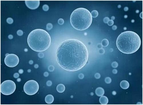 胎盘自体干细胞储存,胎盘自体干细胞存活