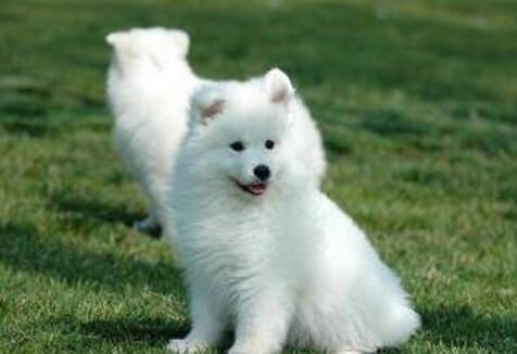 萨摩耶的饲养方法和注意事项,萨摩耶新手养的注意事项