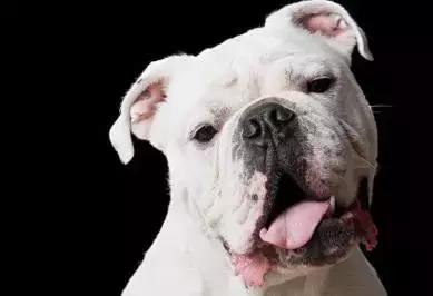 怎样训练斗牛犬上厕所,怎样训练斗牛犬去厕所拉屎