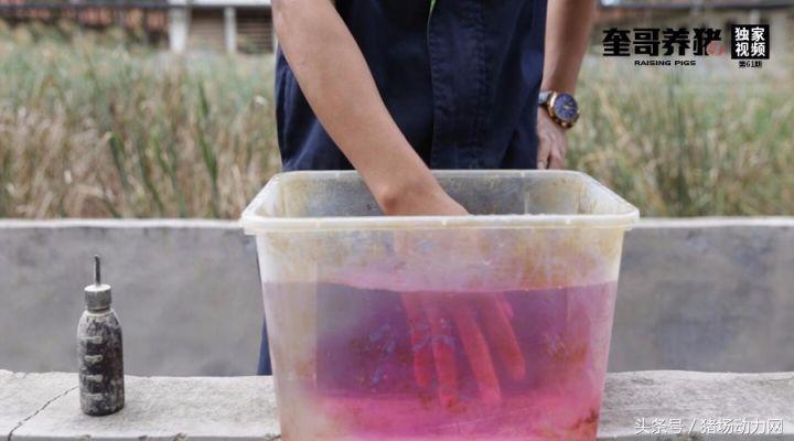 母猪感染蓝耳仔猪如何处理,母猪乳房炎引起仔猪下痢的治疗