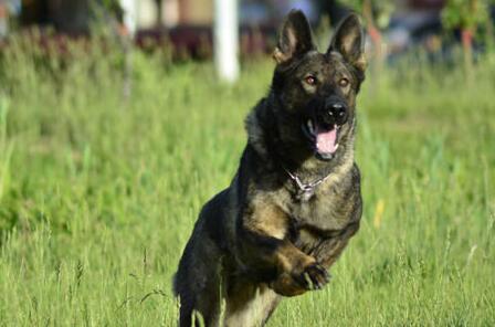 三个月德国牧羊犬幼犬喂养方法,饲养德国牧羊犬的视频