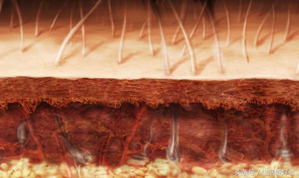 掉头发不多，但就是不长，有什么原因？如何让头发快速生长？