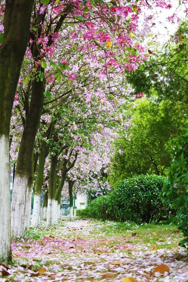 柳州市第十二中学,最美校园柳州市第二中学