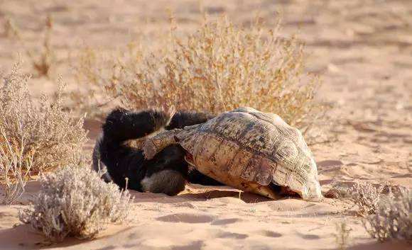 非洲乱不乱，平头说了算！科普：平头哥蜜獾究竟有多牛？