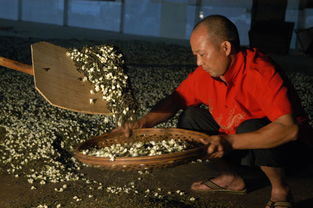 横县最美的茉莉小镇,中国茉莉之乡标志