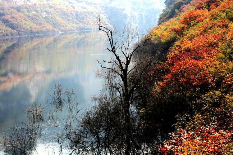 秋韵流过的晋城红