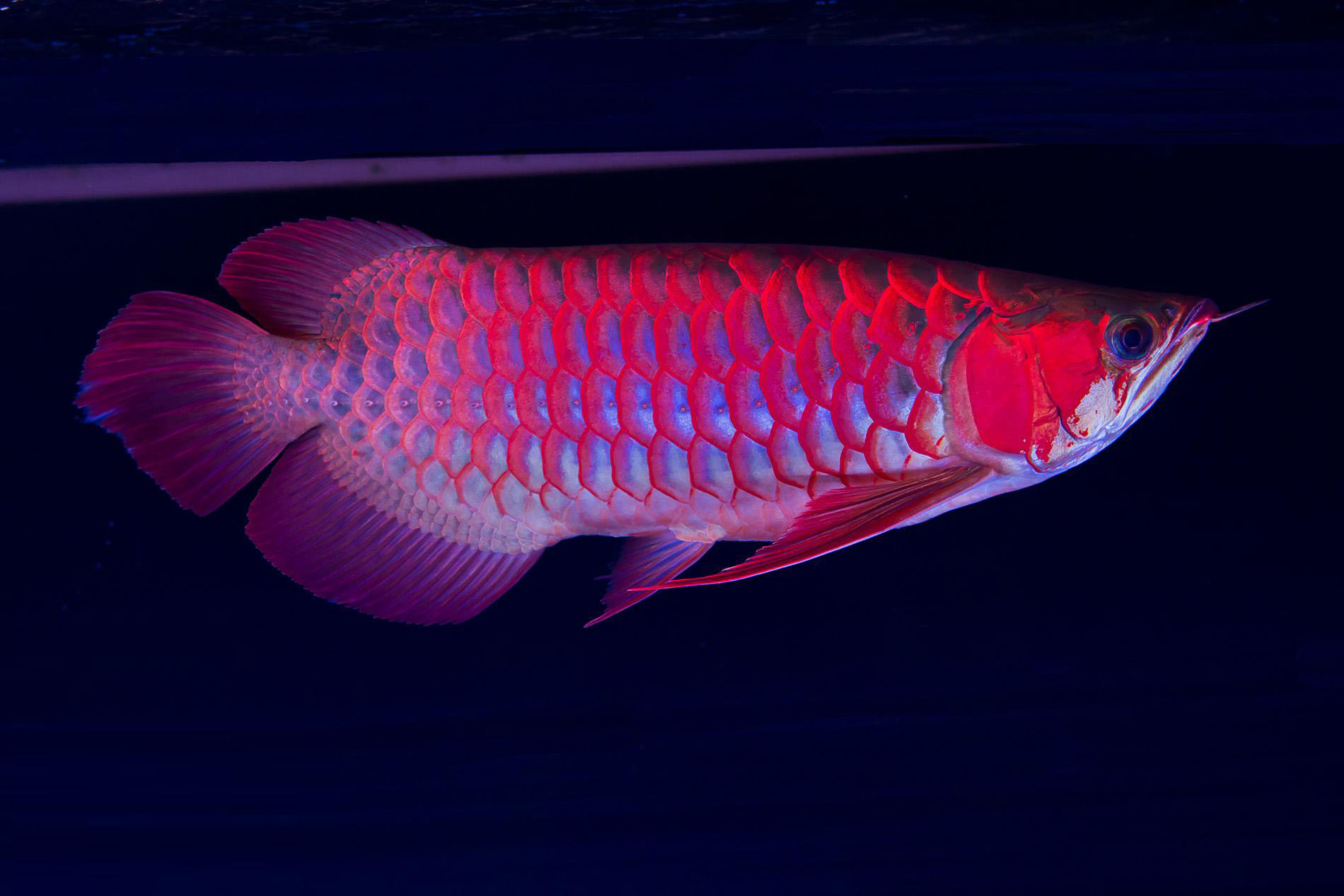 龙鱼食物有问题,什么食物对龙鱼有帮助