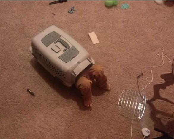 小朋友们奇特的想法,小孩子的想法总是千奇百怪