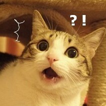 相信大家都看过这个猫的表情包,原来这些表情包是真实存在的猫咪