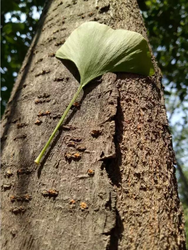 洛龙区银杏帝都温泉地址,洛阳银杏帝都温泉