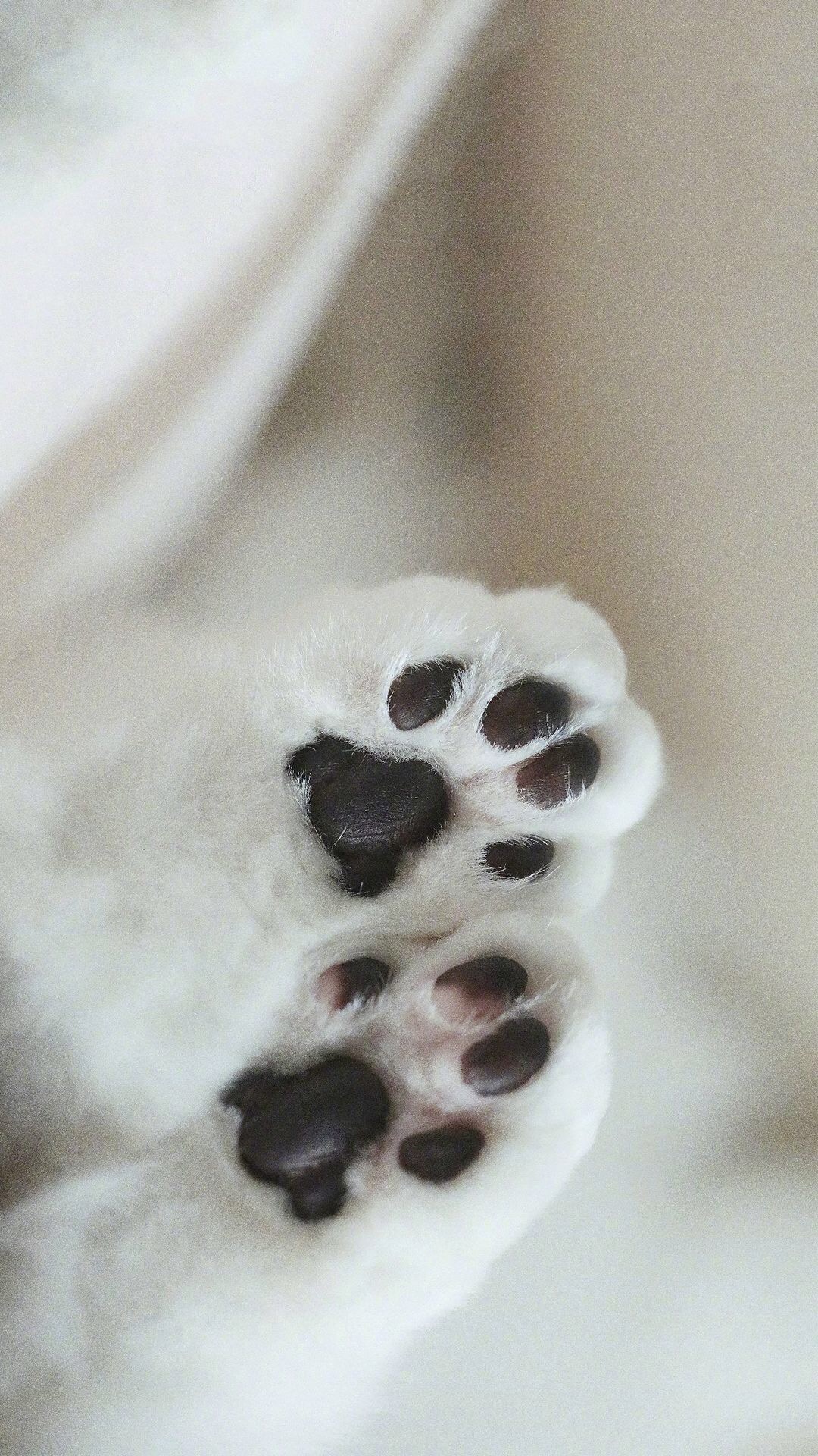 唯美1080×1920P高清壁纸锁屏画面待机背景图！请在wifi环境查看