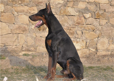 杜宾犬打架厉害吗视频,杜宾犬打架厉害吗视频大全