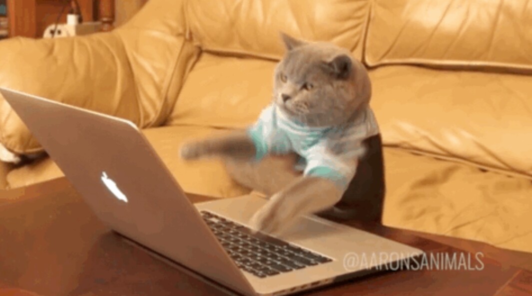 相信大家都看过这个猫的表情包,原来这些表情包是真实存在的猫咪