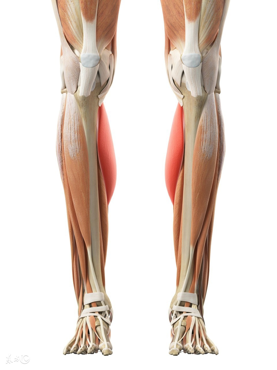 长高原理内部变化演示,补钙长高什么原理