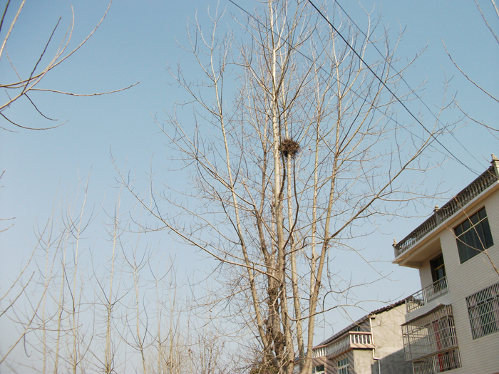 农村散文推荐经典,乡村散文黄土地