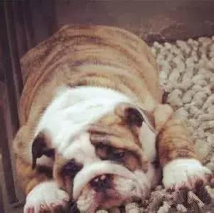 斗牛犬容易得哪些疾病,斗牛犬大小便是怎么回事