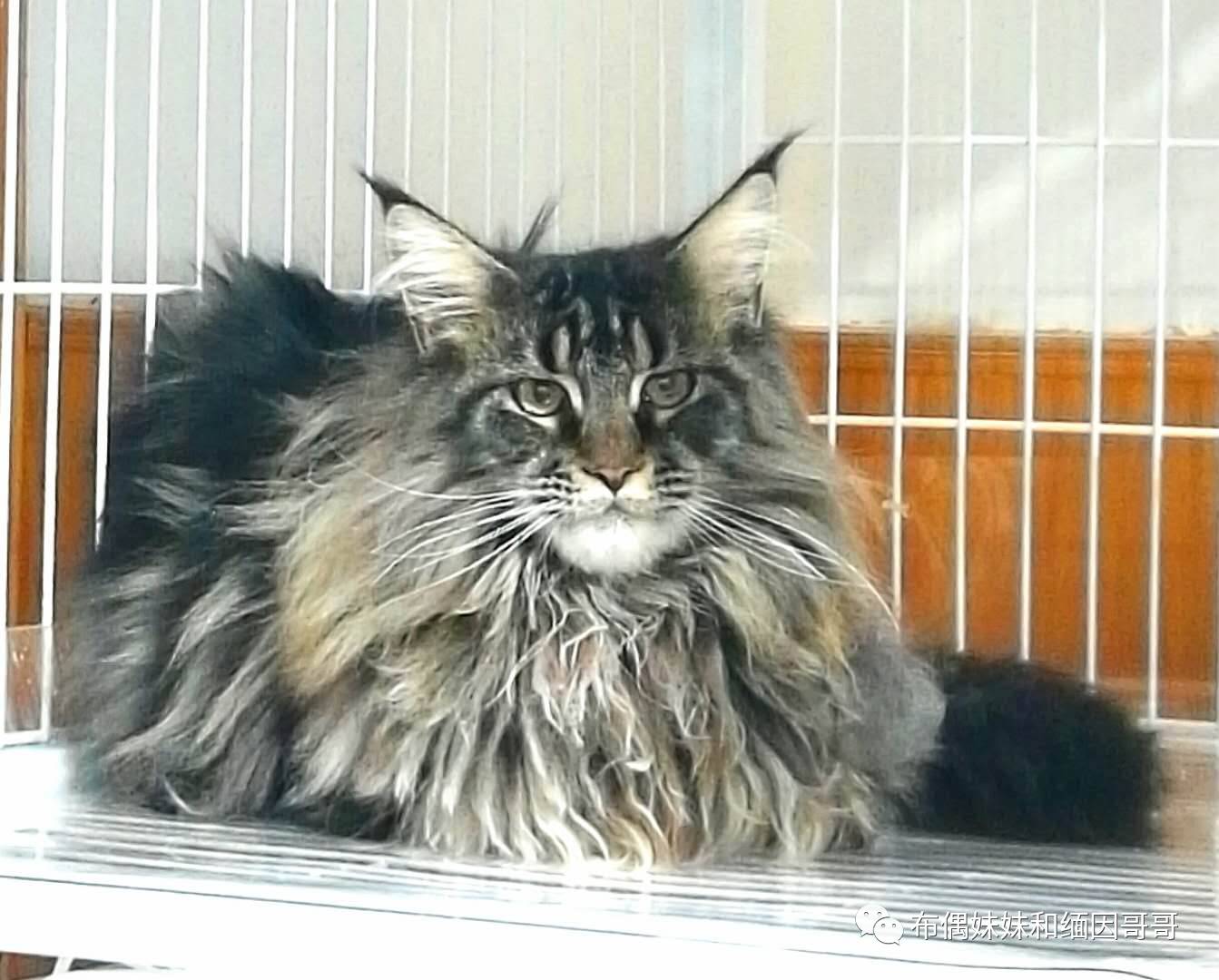 俄罗斯接回来的缅因猫,俄罗斯缅因猫带芯片